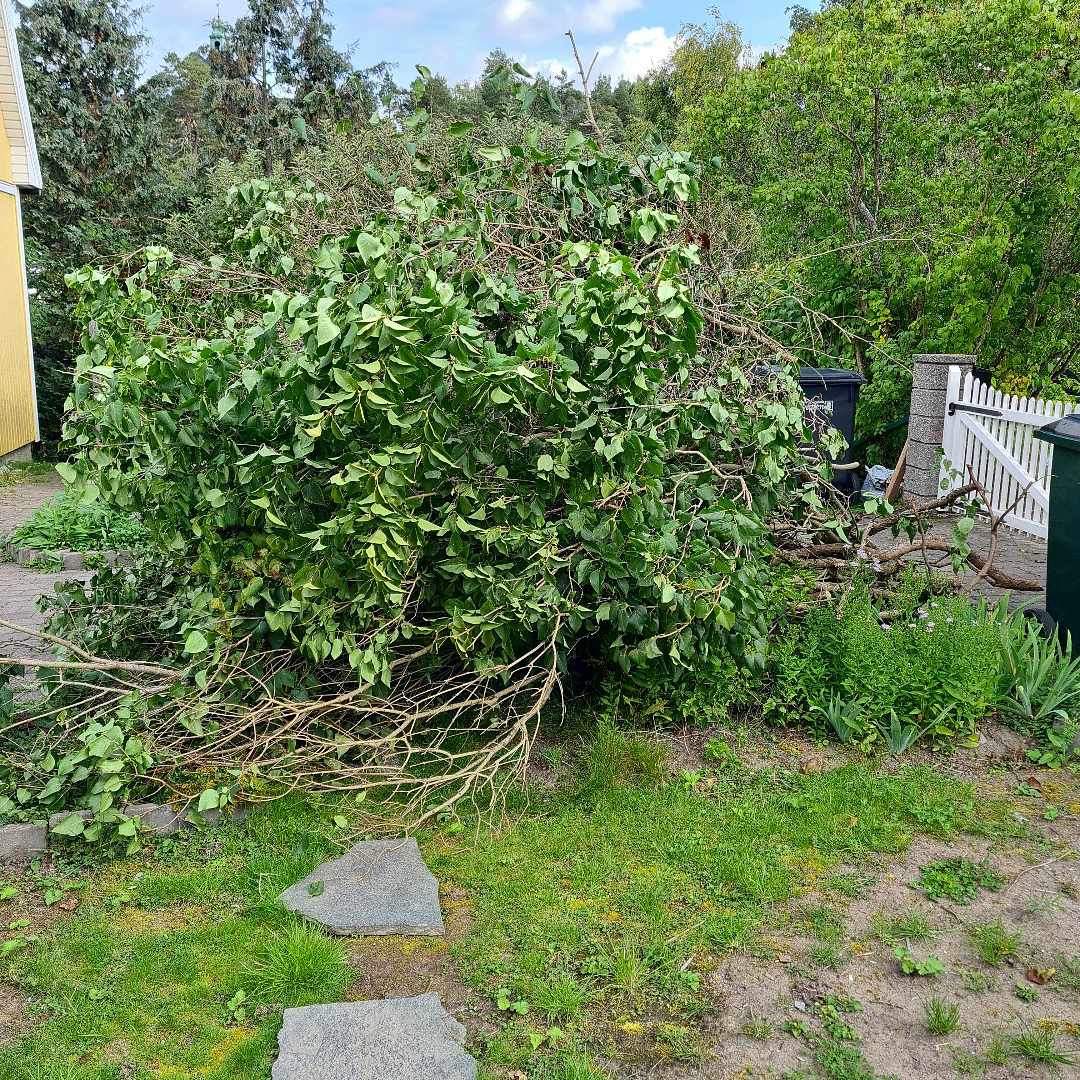 image of Kapad syrenhäck kastas - Spånga