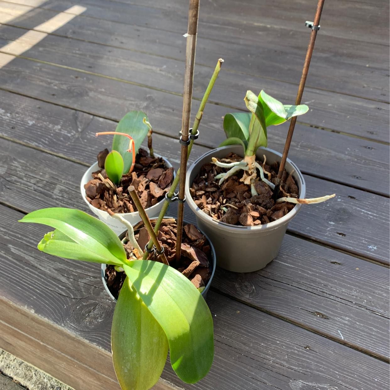 image of Orchids - Vällingby