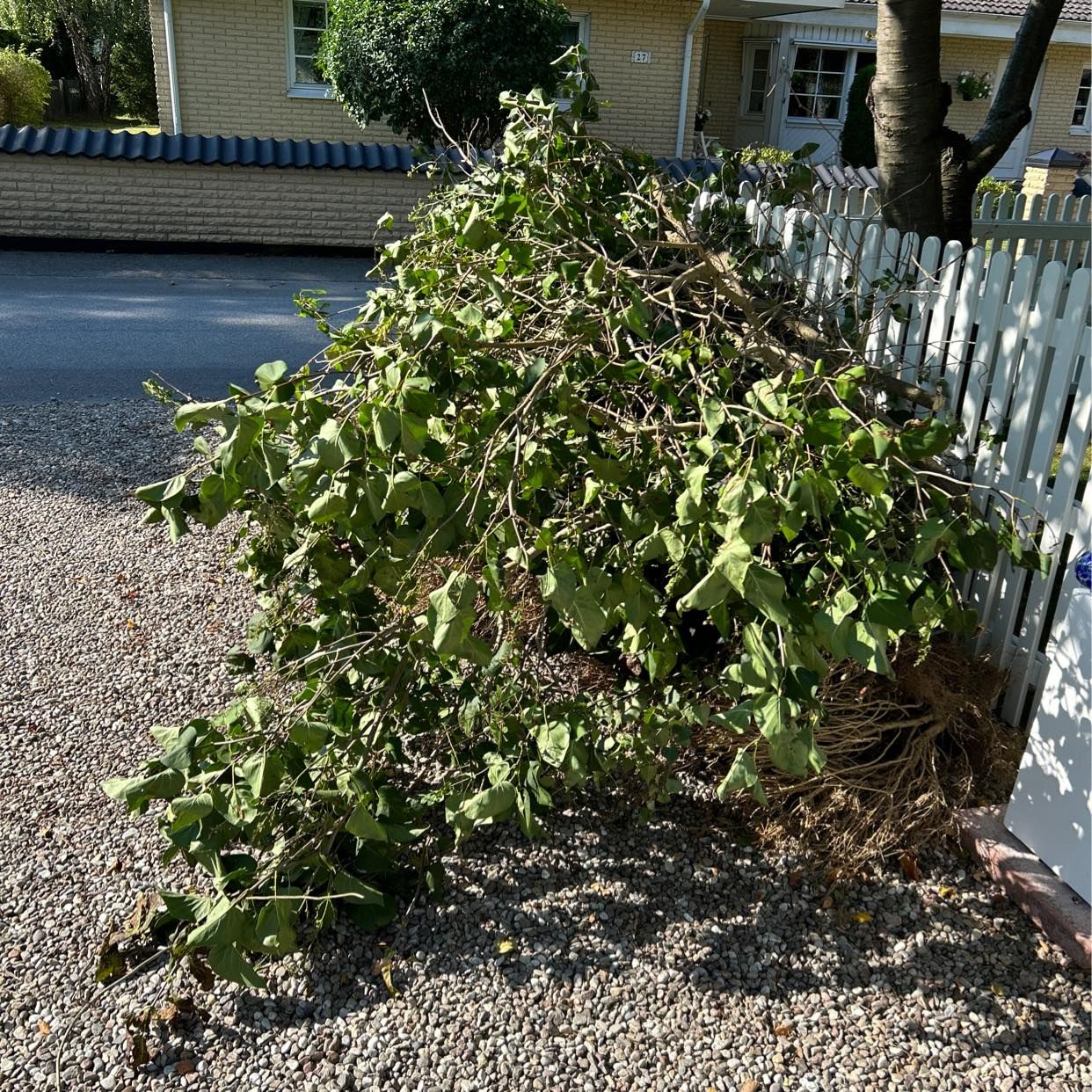 image of Bortforsling av grenar - Höllviken