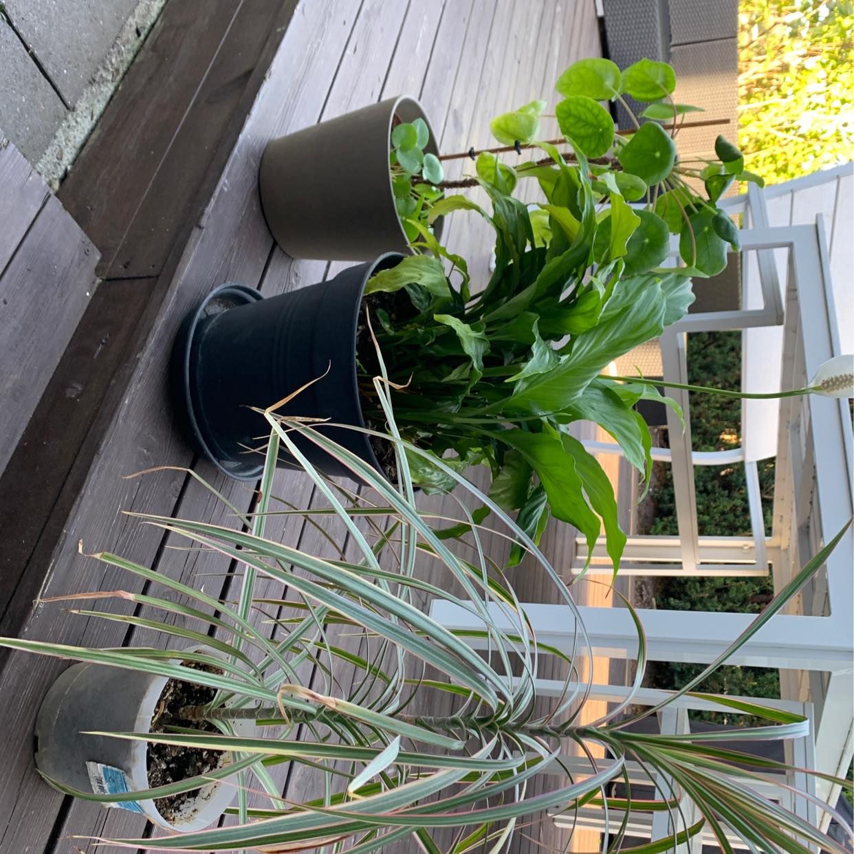 image of Plants - Vällingby