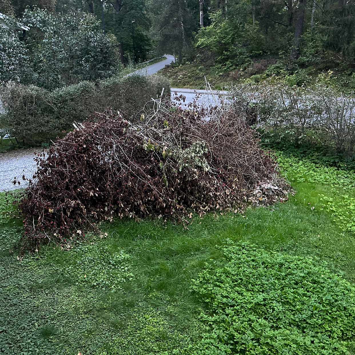 image of Bushes to throw away - Nacka