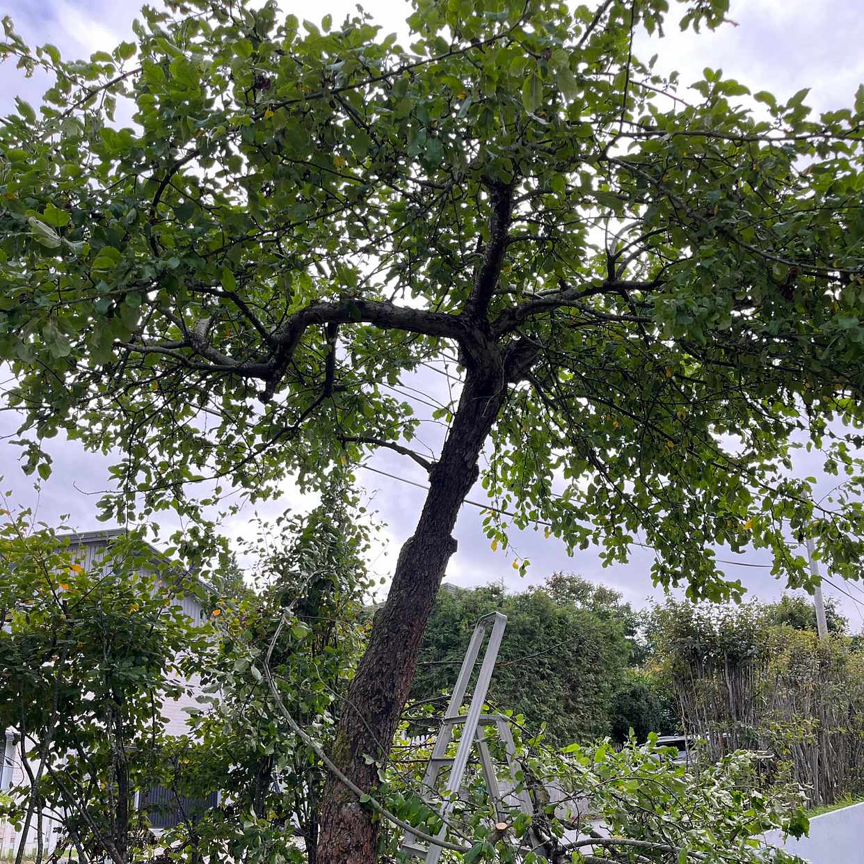 image of Såga ner träd forsla bort - Saltsjö-Boo