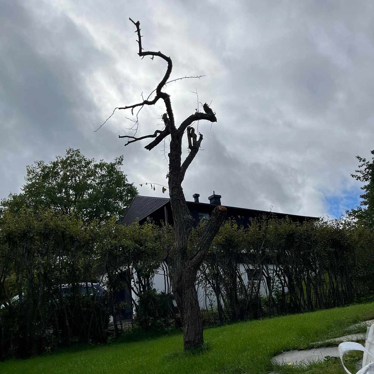 image of Såga ner träd forsla bort - Saltsjö-Boo