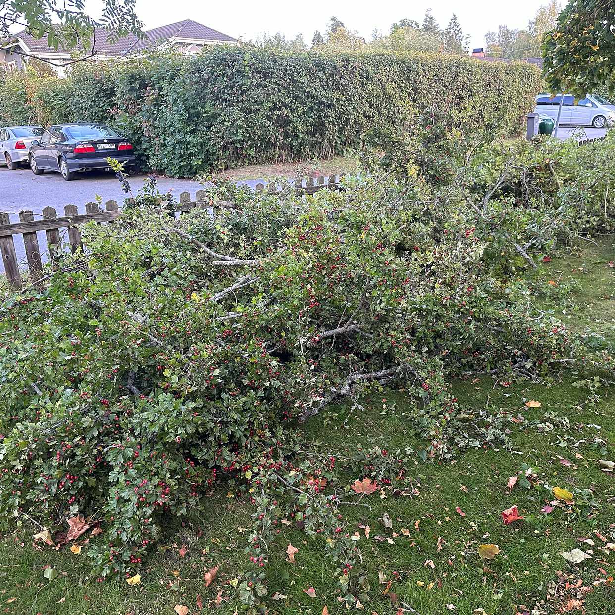 image of Flytta grenar och stubbe - Tyresö