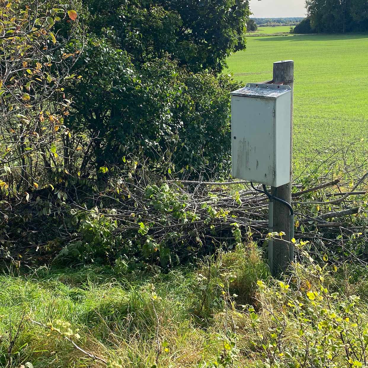 image of Sly och små träd - Vendel