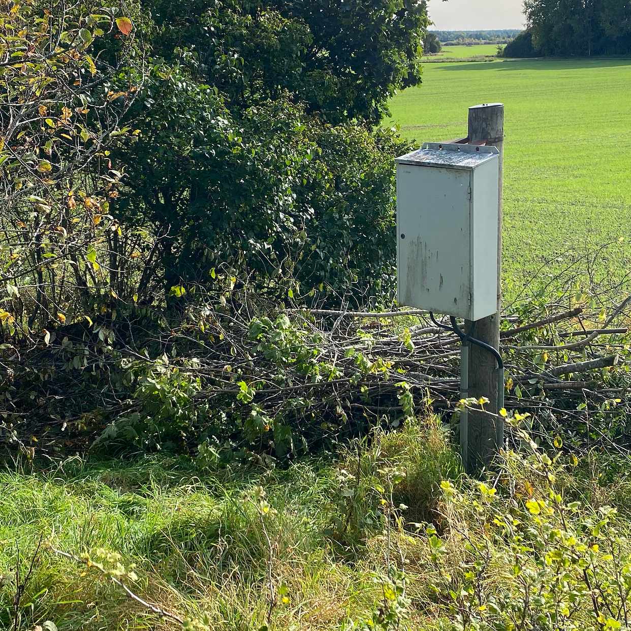 image of Sly och små träd - Vendel