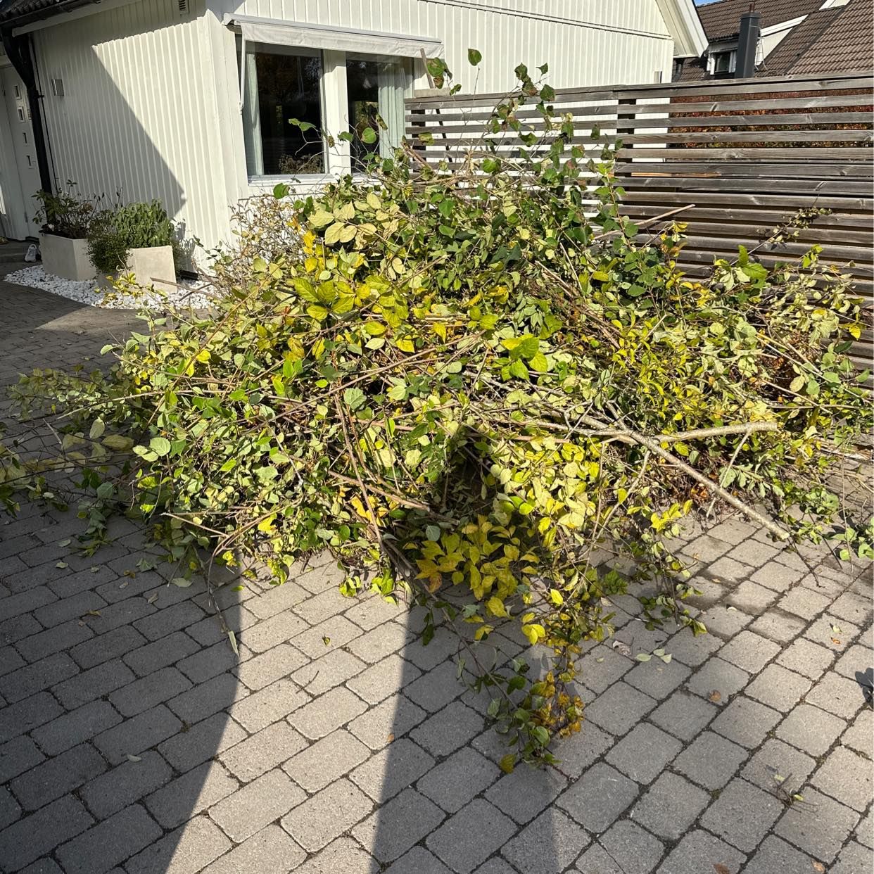 image of Nedklippta buskar - Täby