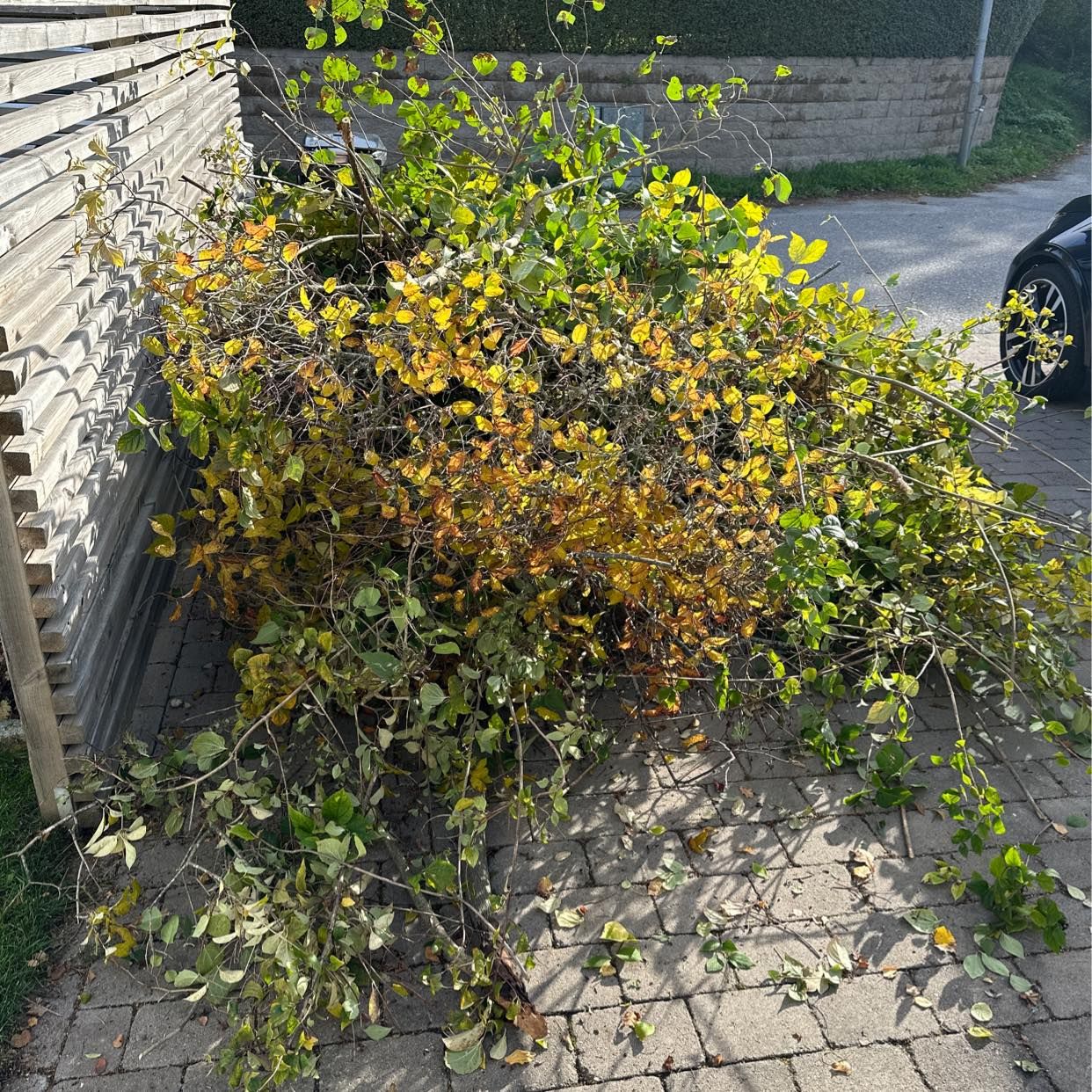 image of Nedklippta buskar - Täby