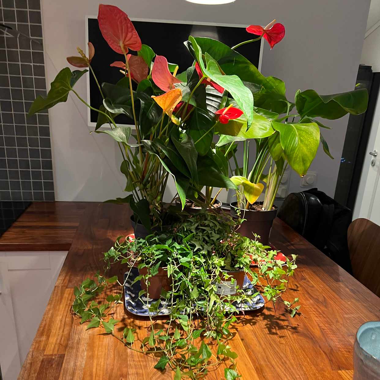 image of Bortskänkes blommor - Djursholm