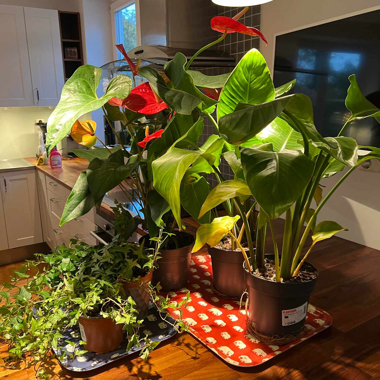 image of Bortskänkes blommor - Djursholm