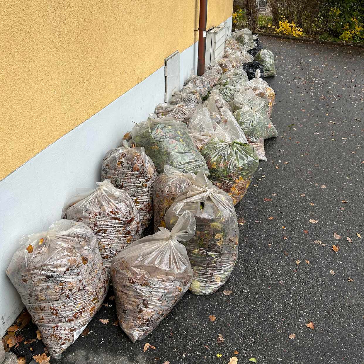 image of Bags of leaves - Östermalm