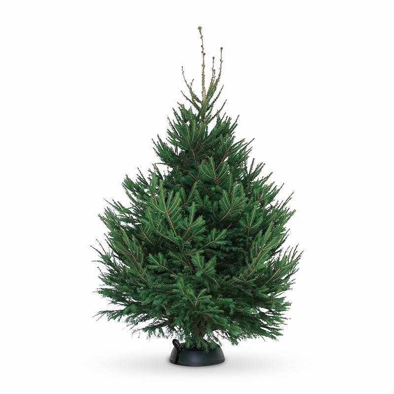 image of Stor julgran - 