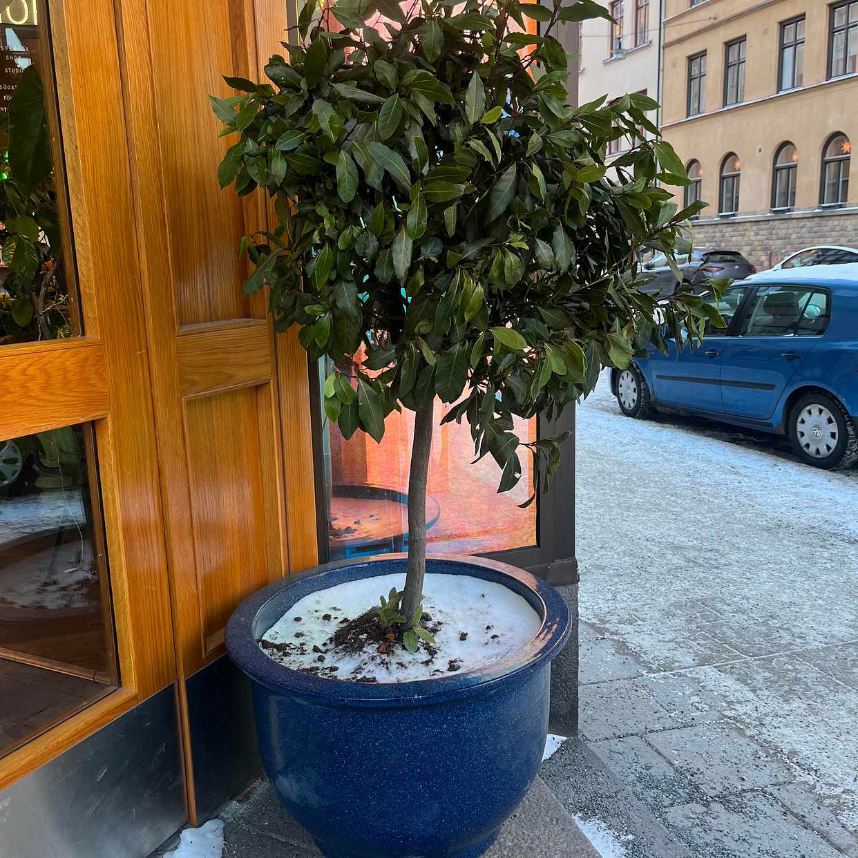image of kruk m träd - 
