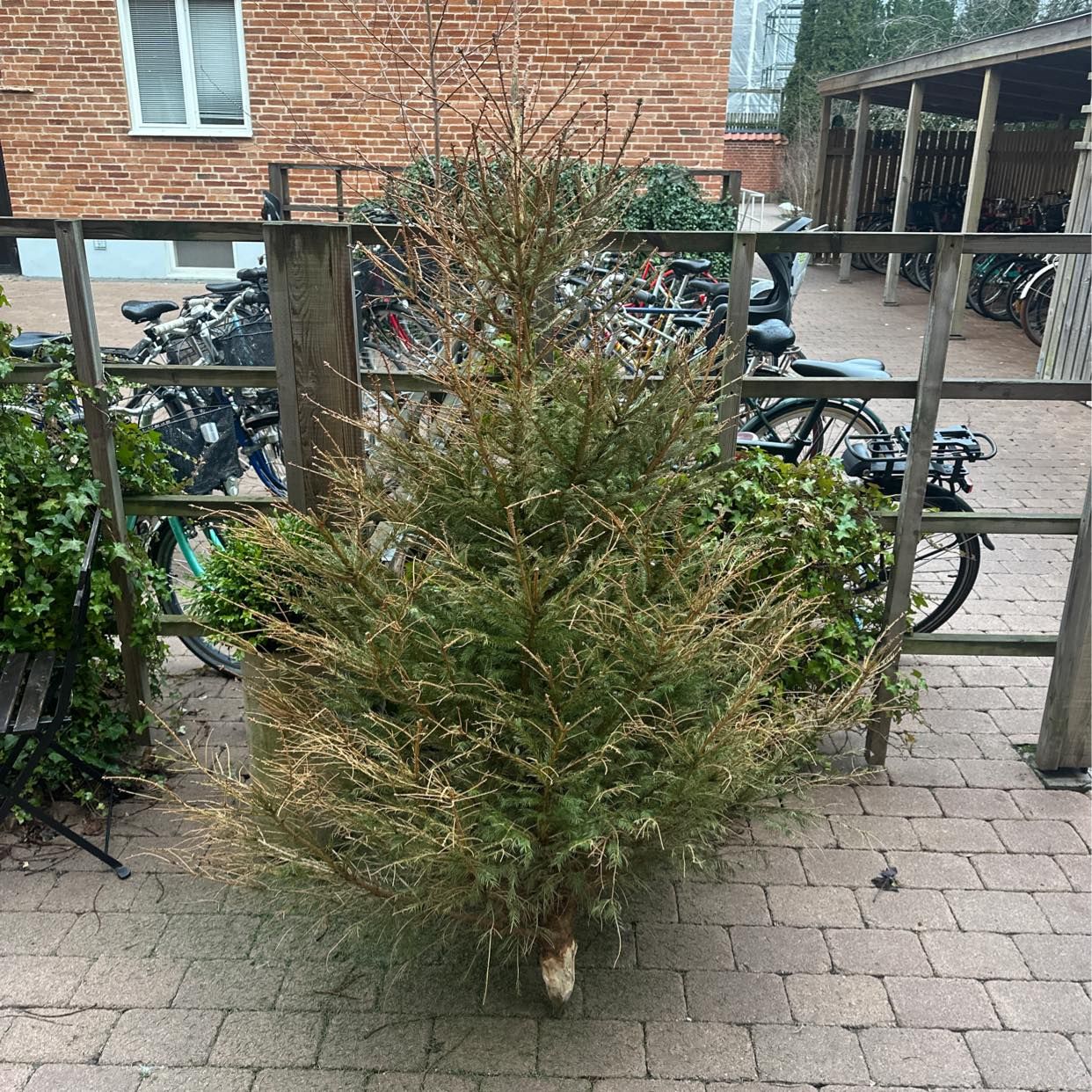 image of Hämta julgran - Malmö