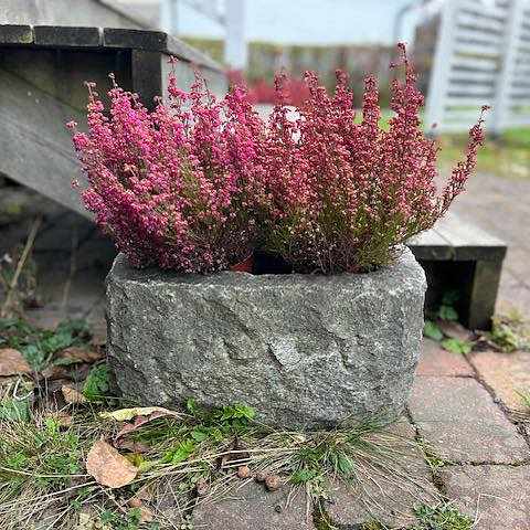 image of Bord, 2krukor, litet träd - 