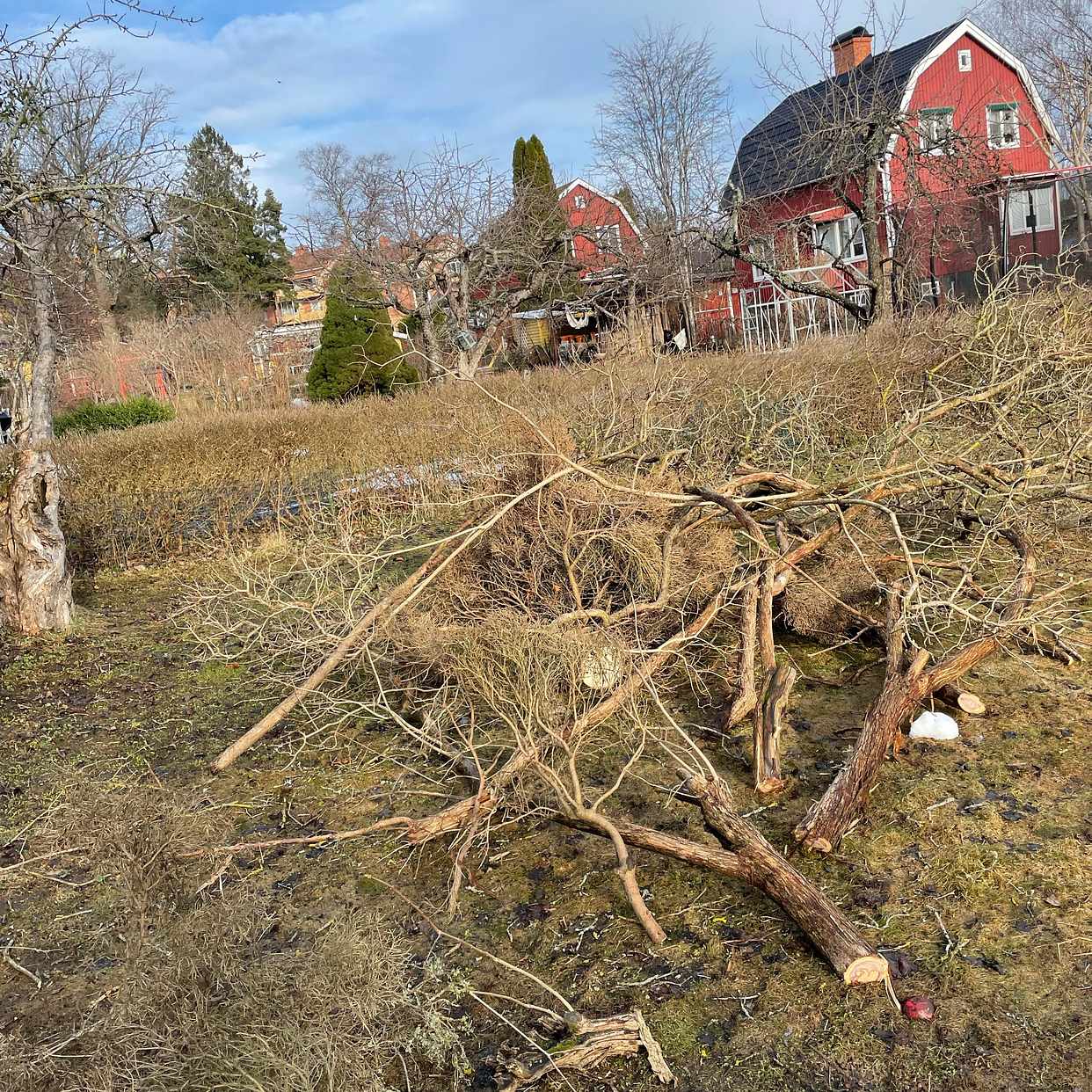 image of Nedsågad syrenbuske träd - Badelunda