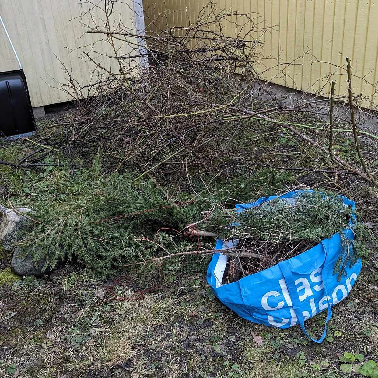 image of Taggiga rosenkvistar - Sollentuna