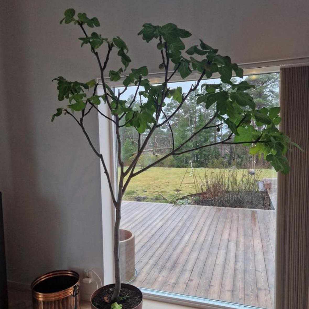 image of Frakta fikonträd - 