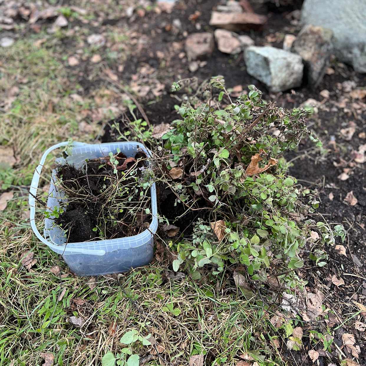 image of Mynta, timjan och oregano - Stocksund