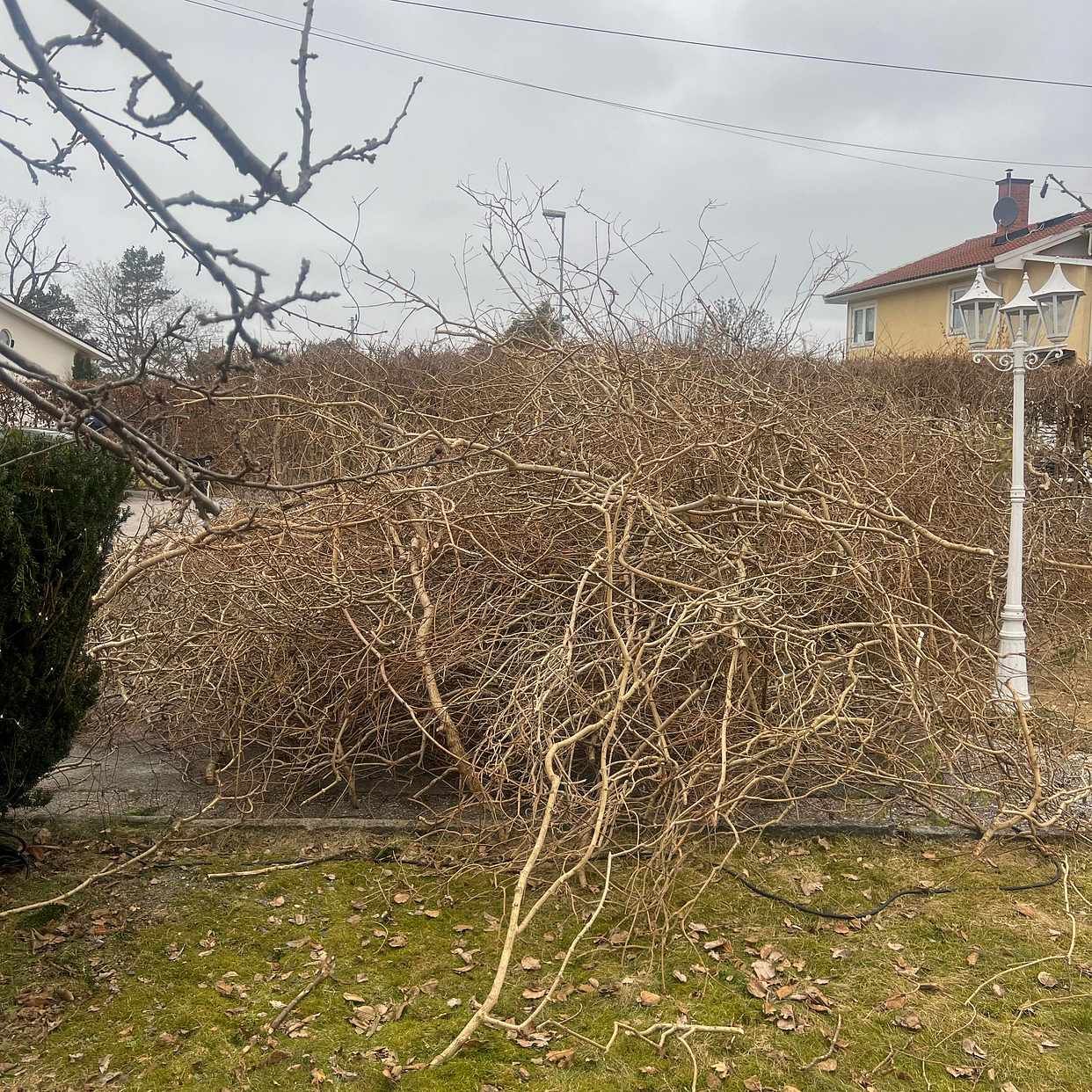 image of Bortkörning av häckklipp - Tyresö