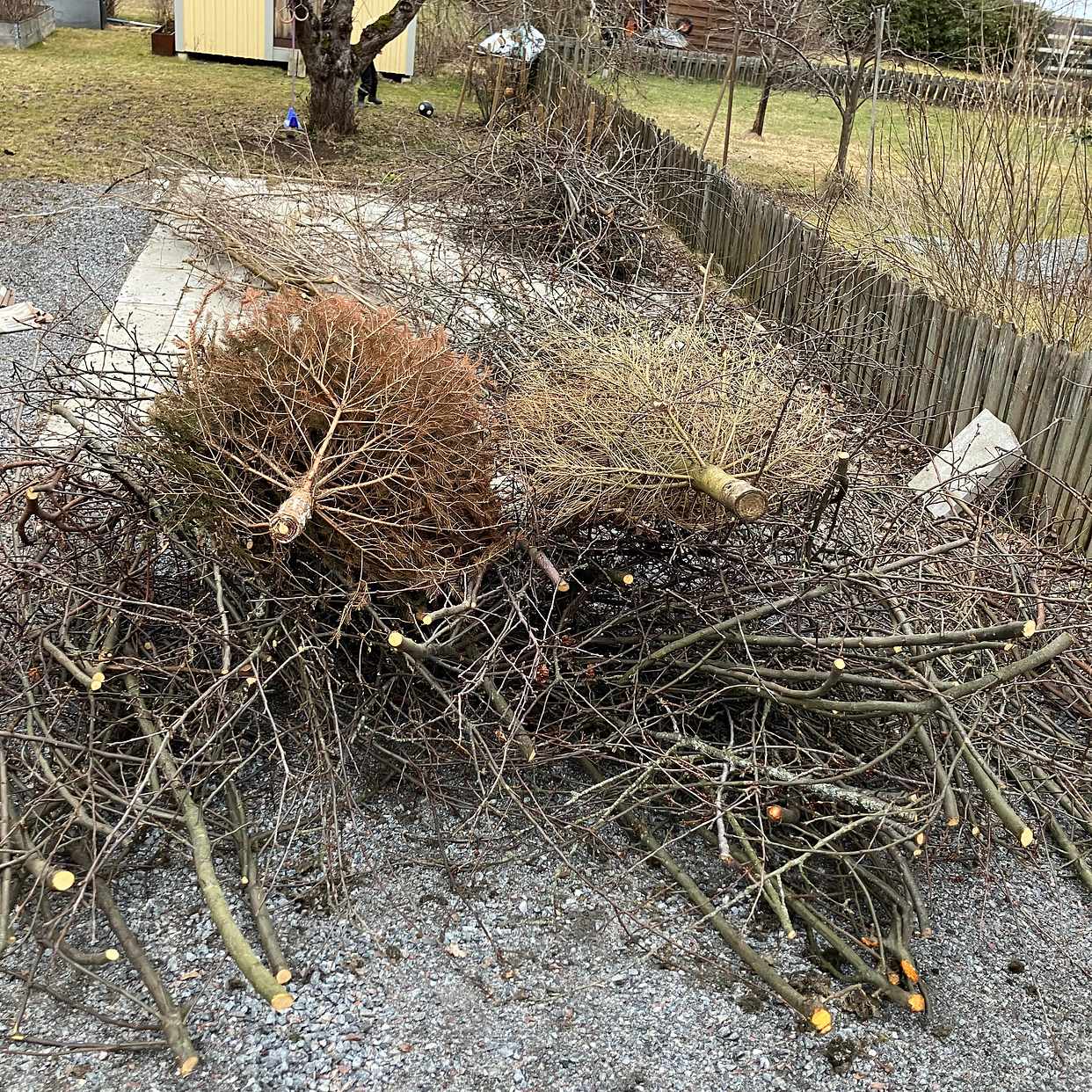 image of Äppelträd och 2 granar - Spånga-Tensta
