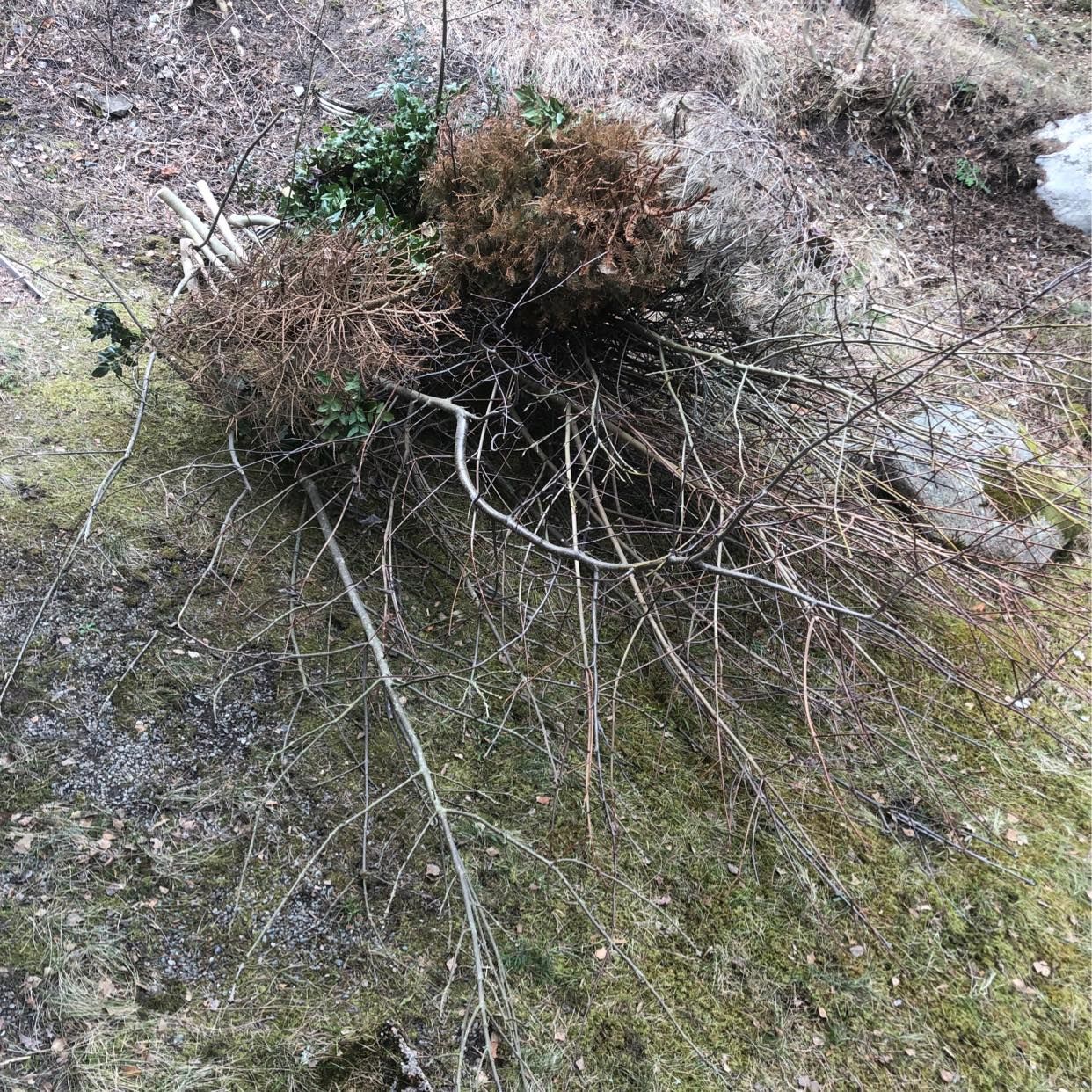 image of Bortforsling grenar o ris - Bromma