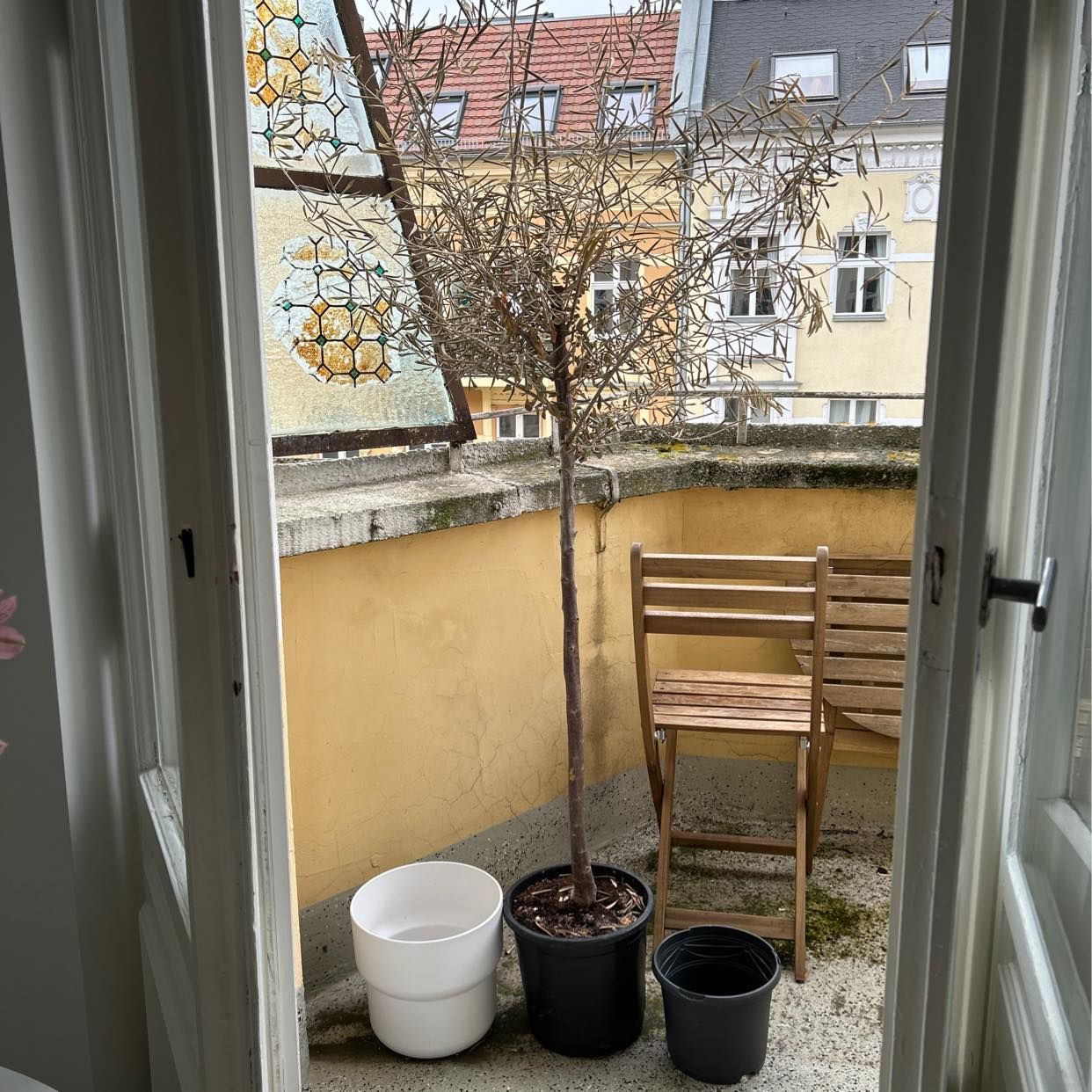 image of Remove and recycle tree - Berlin