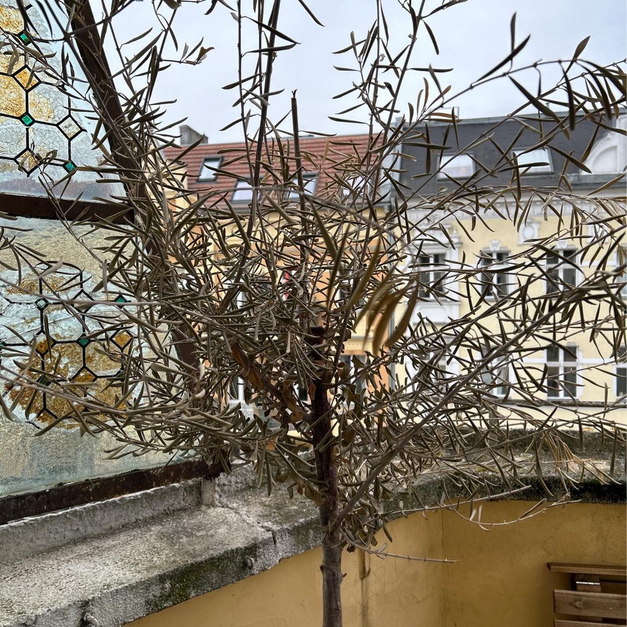 image of Remove and recycle tree - Berlin
