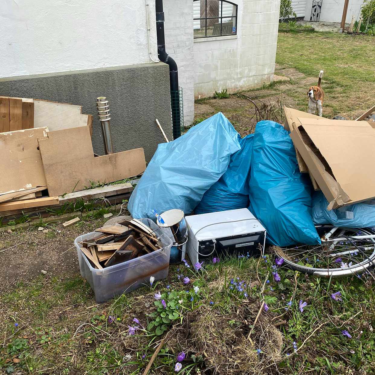 image of Slänga skräp enligt bild - Råå