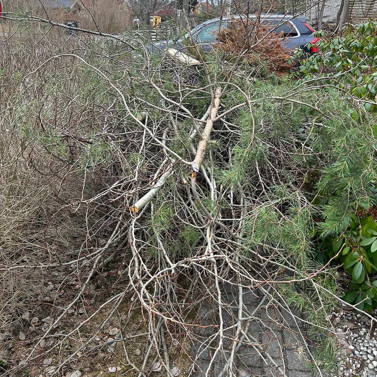 image of Träd till återvinningen - Saltsjö-Boo