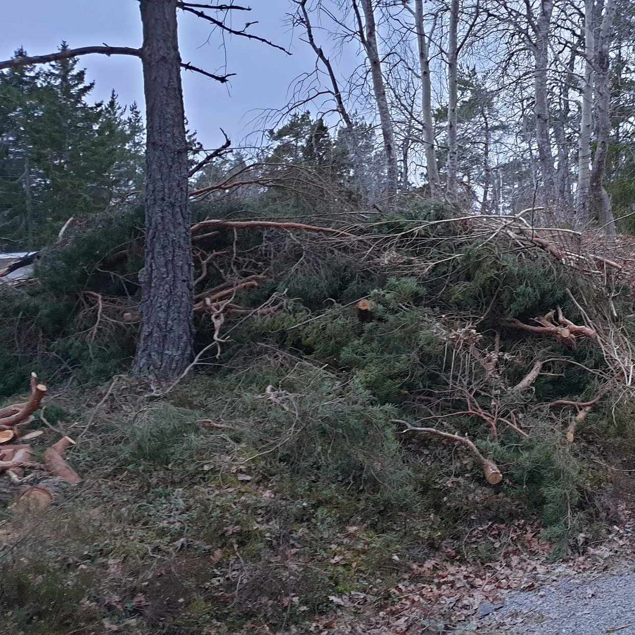 image of Grenar från träd - Åkersberga