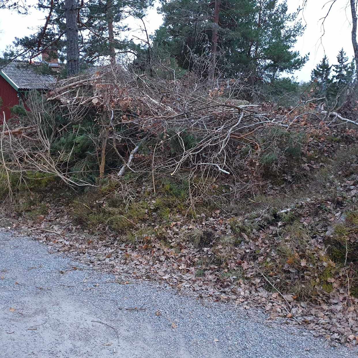 image of Grenar från träd - Åkersberga