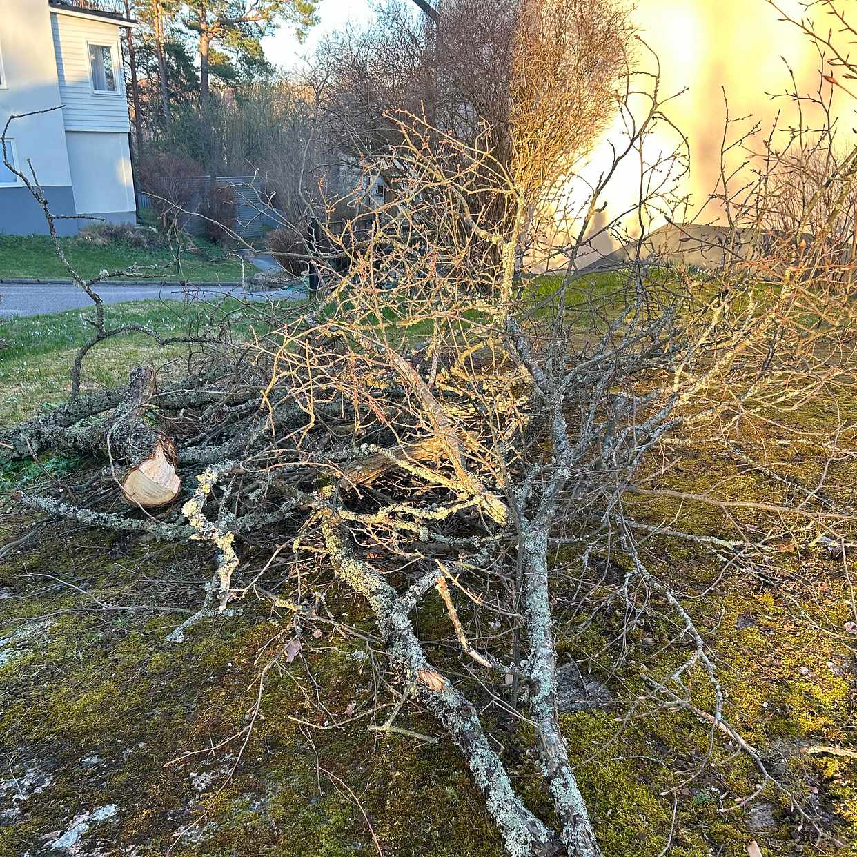 image of Hämta grenar och stockar - Bromma