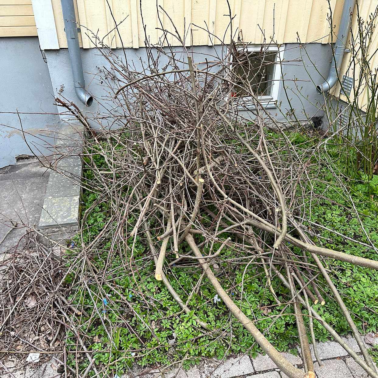image of Grenar från häck - Skarpnäck