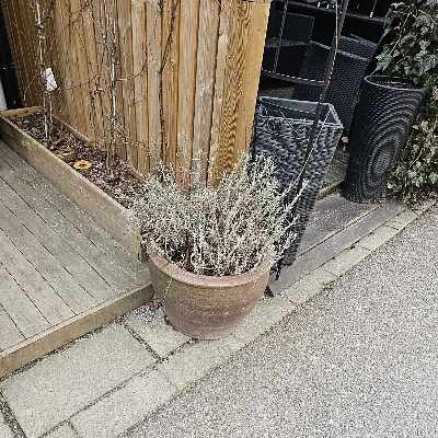 image of Stor kruka med växter - 