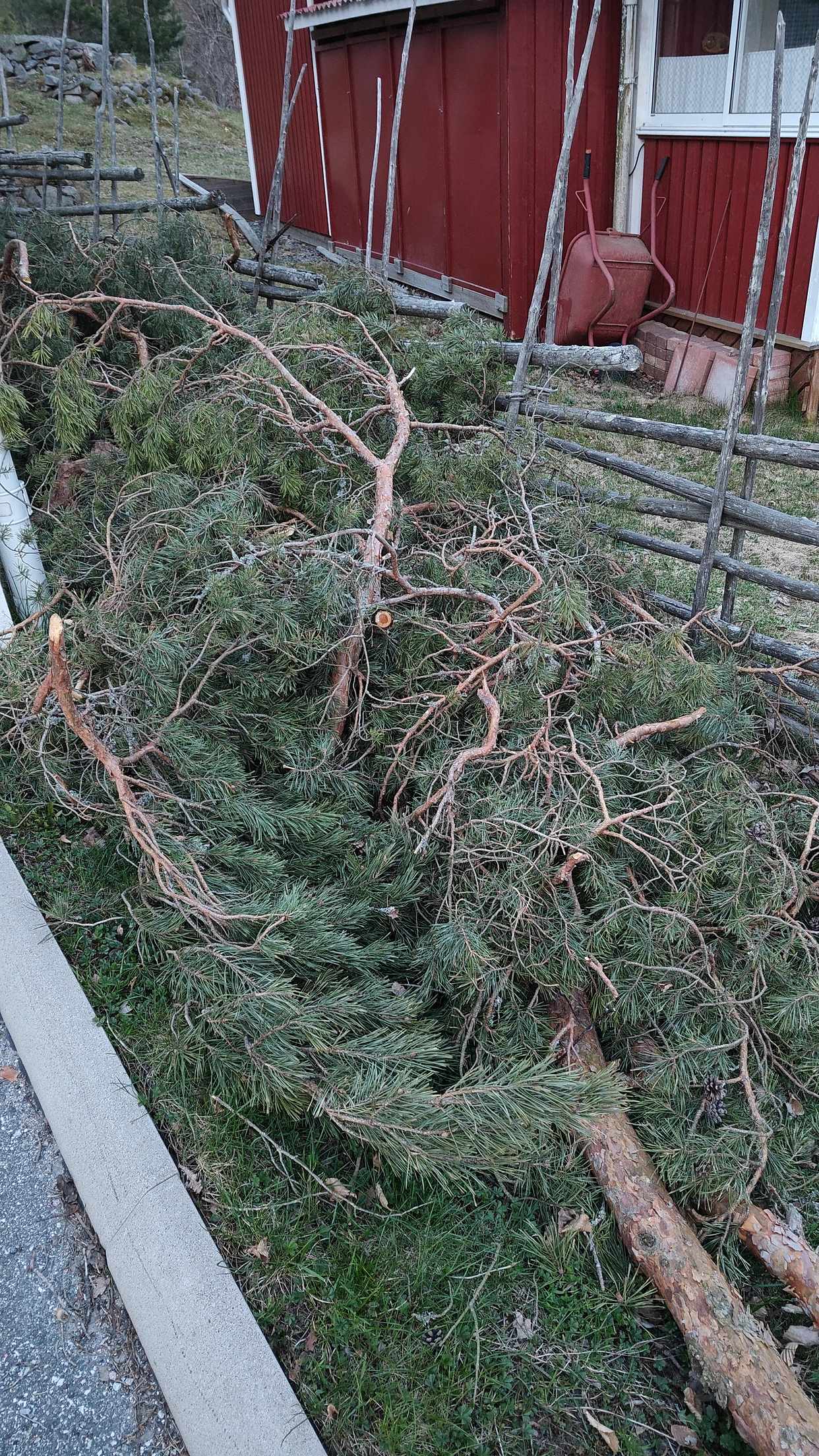 image of Hämta grenar och tall-ris - Tullinge