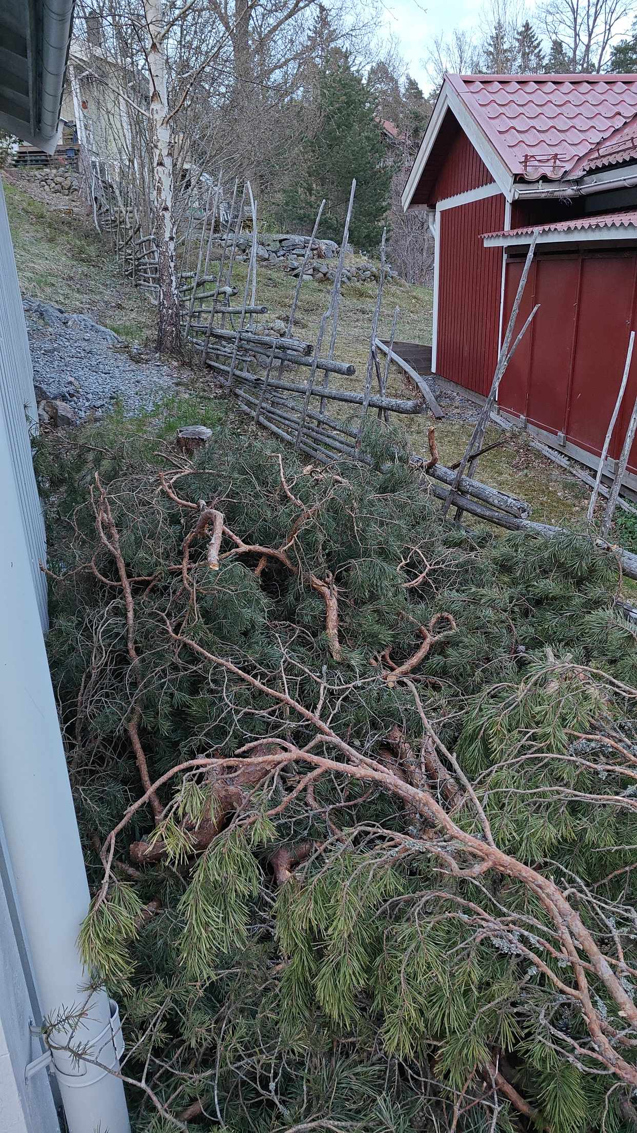 image of Hämta grenar och tall-ris - Tullinge