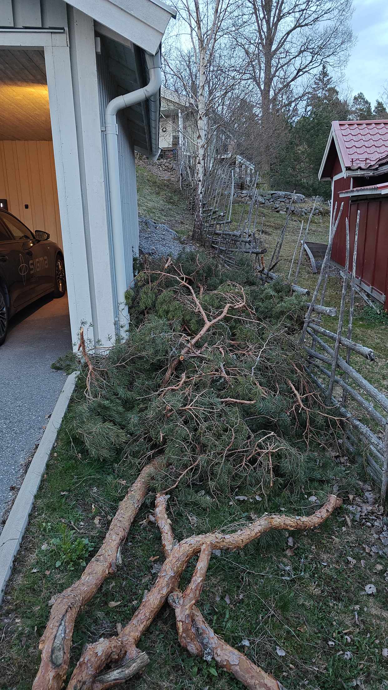 image of Hämta grenar och tall-ris - Tullinge