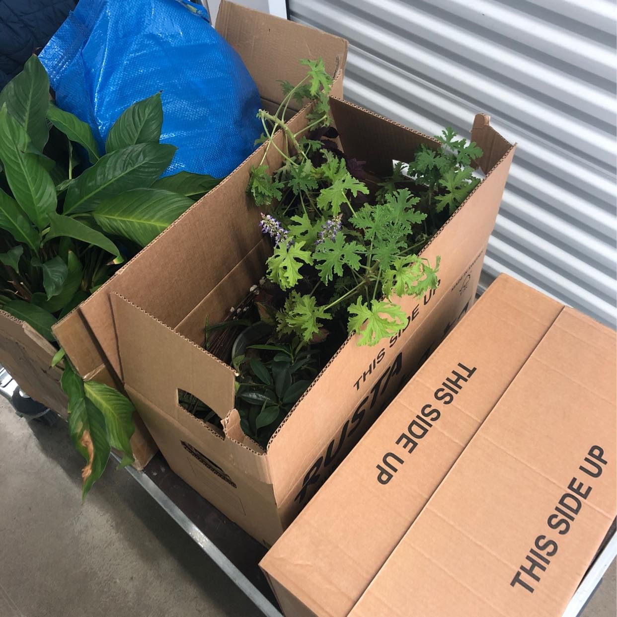image of 3 medium boxes to Råsunda - 