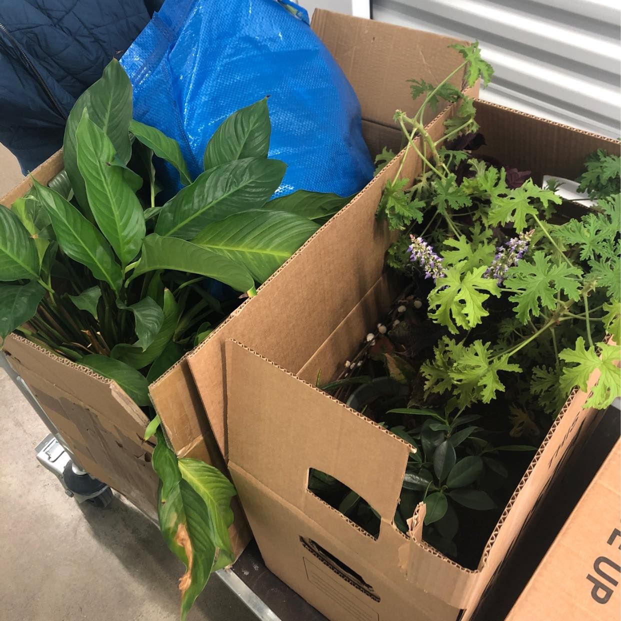 image of 3 medium boxes to Råsunda - 