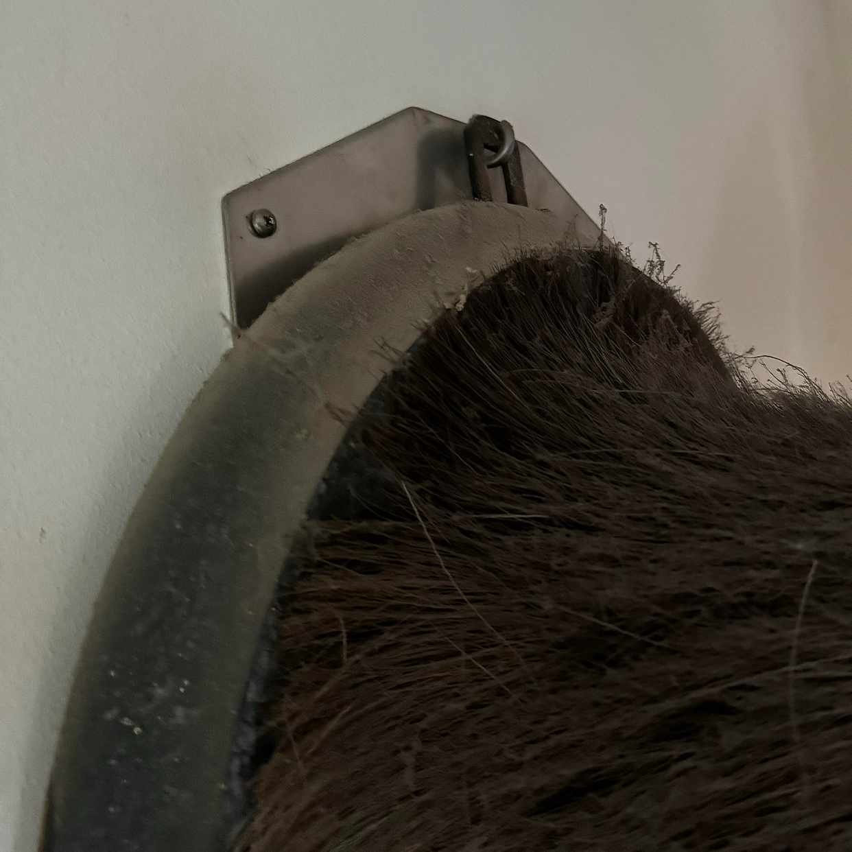 image of Lyfta ned tungt älghuvud - 