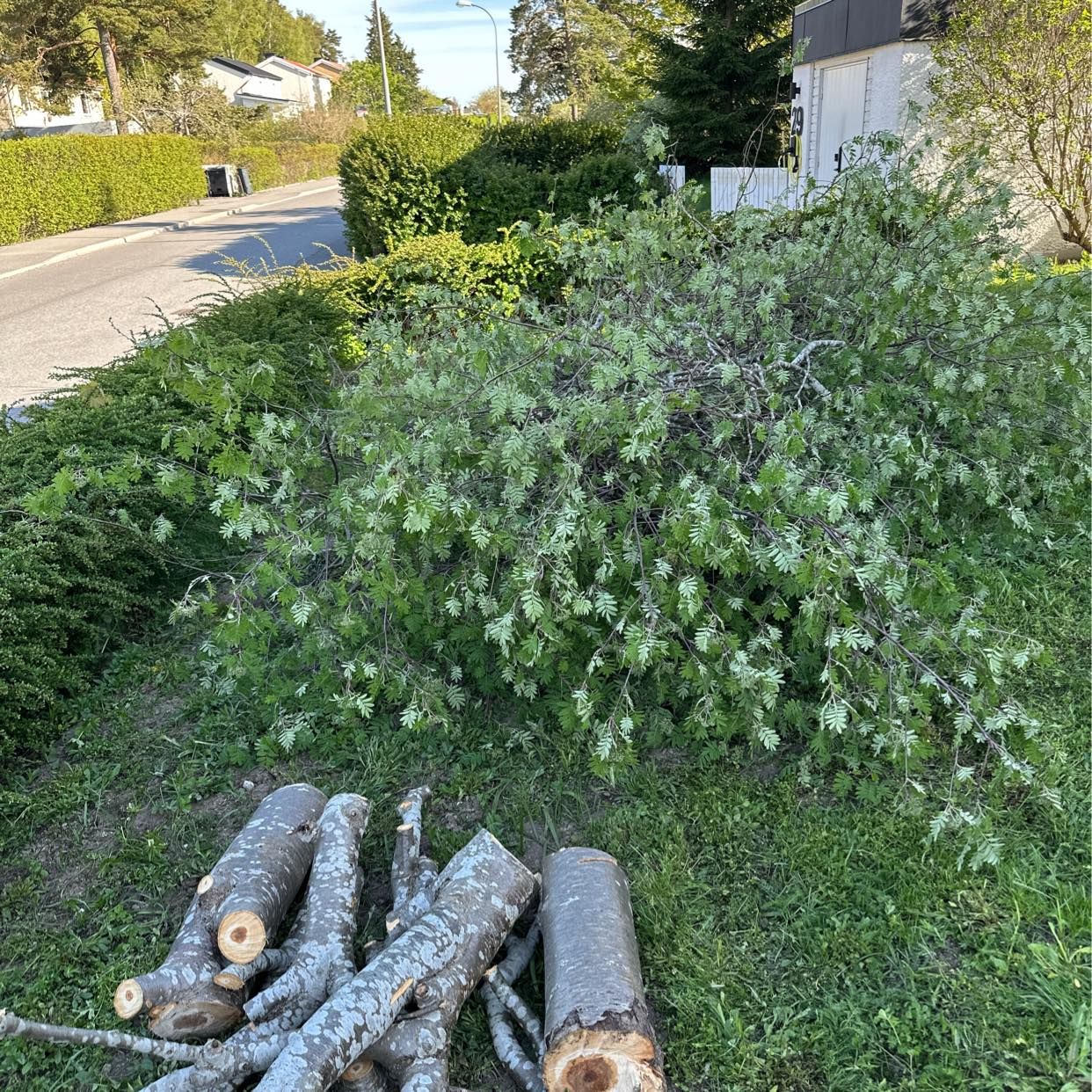 image of Bortforsling av träd - Järfälla