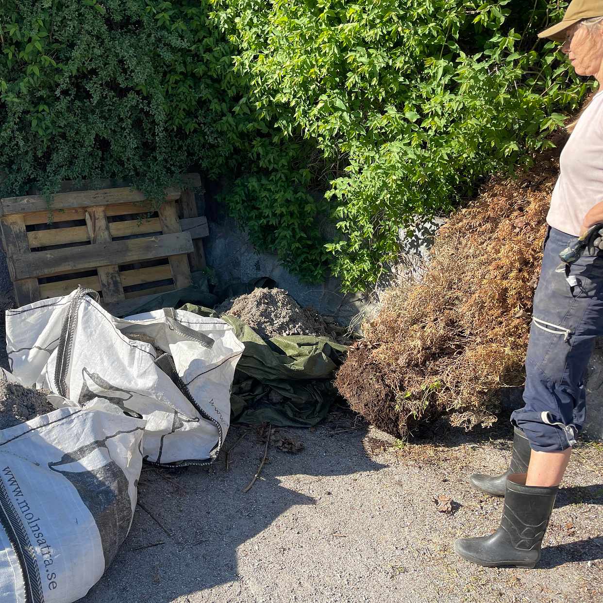 image of Jord och en död thuja - Danderyd