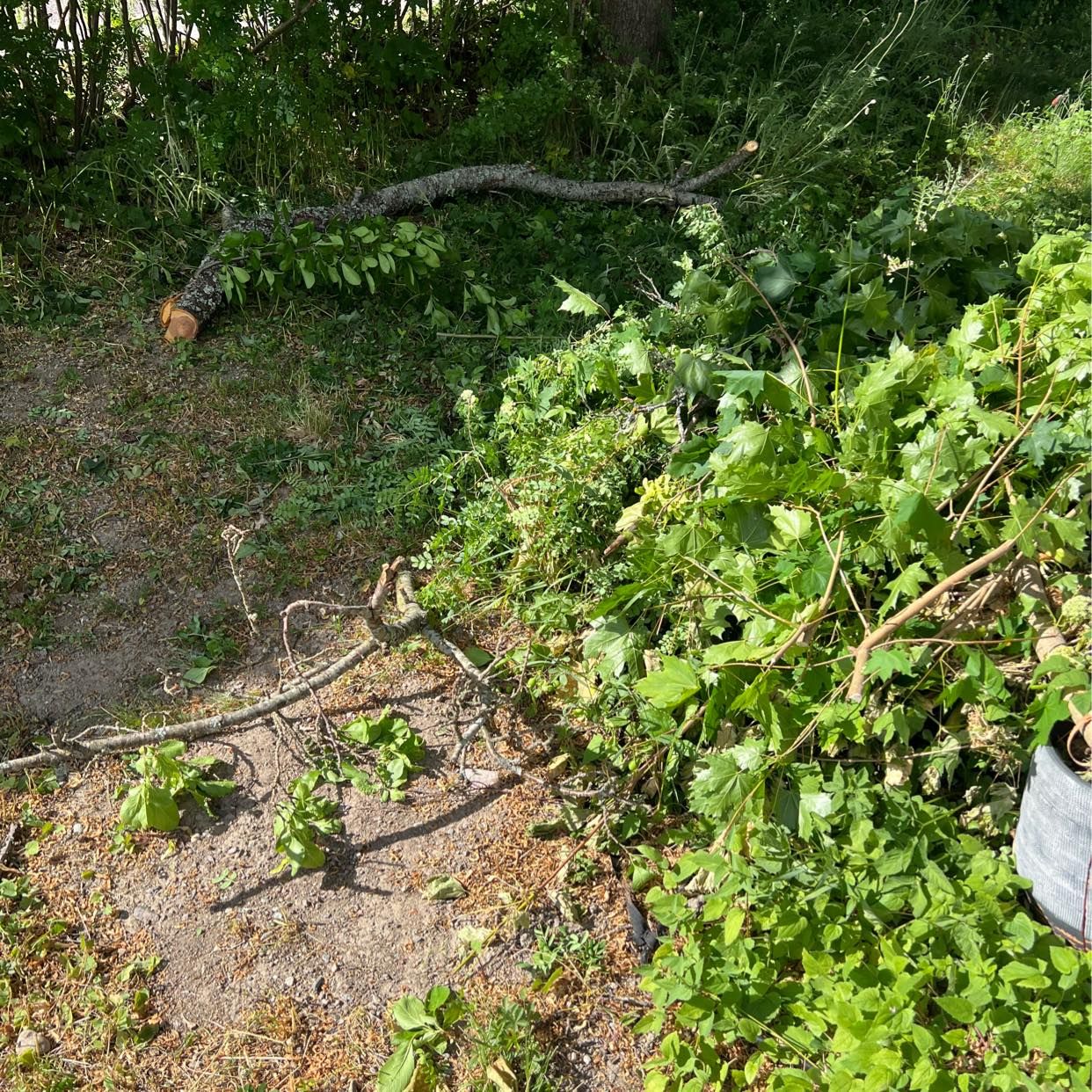 image of Nedklippt häck - - Huddinge