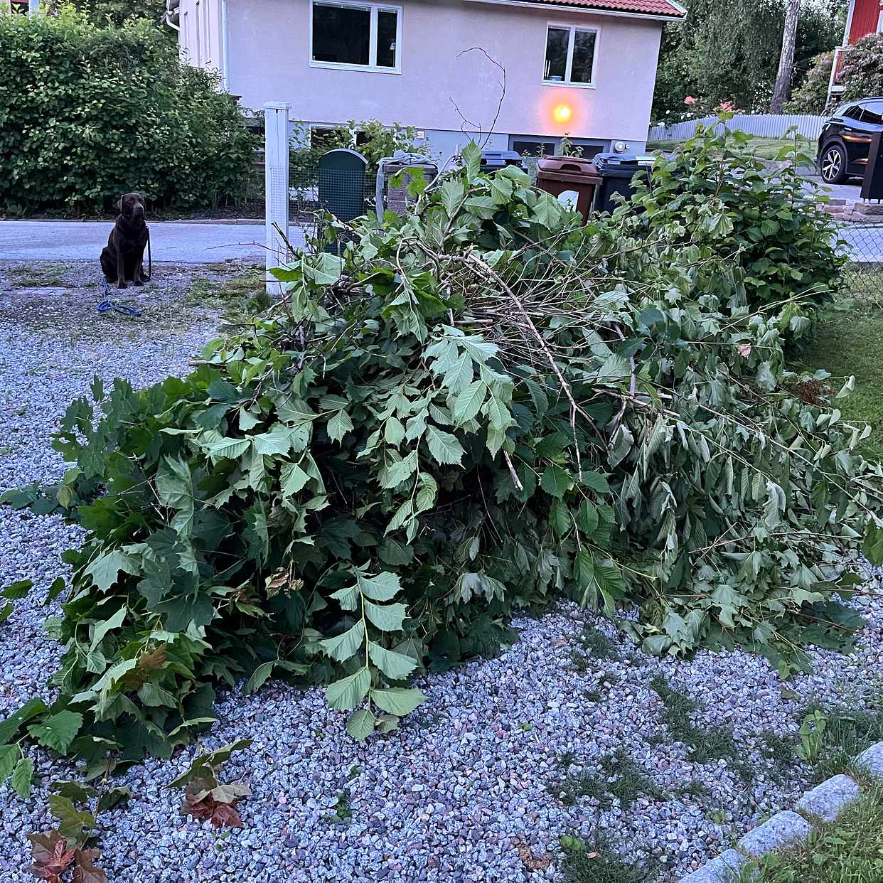image of 2 högar med syrenhäck - Spånga