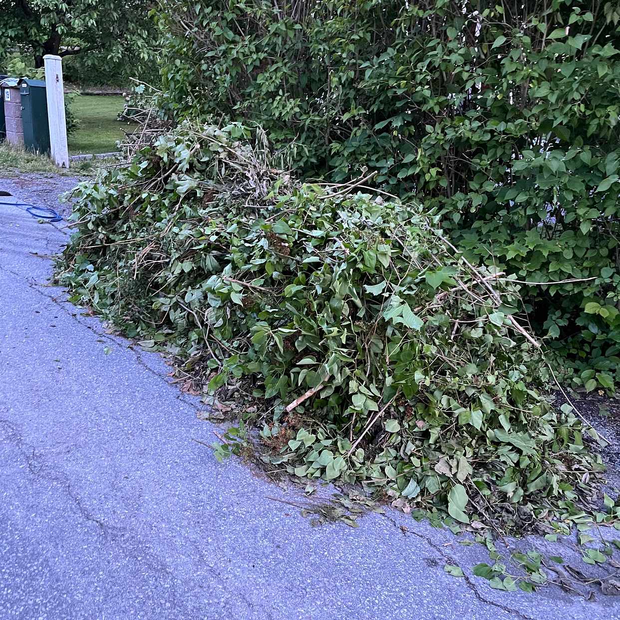 image of 2 högar med syrenhäck - Spånga