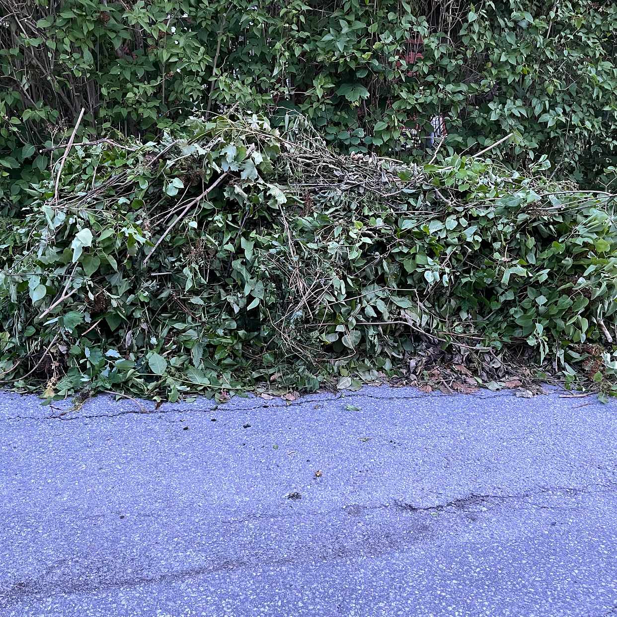 image of 2 högar med syrenhäck - Spånga