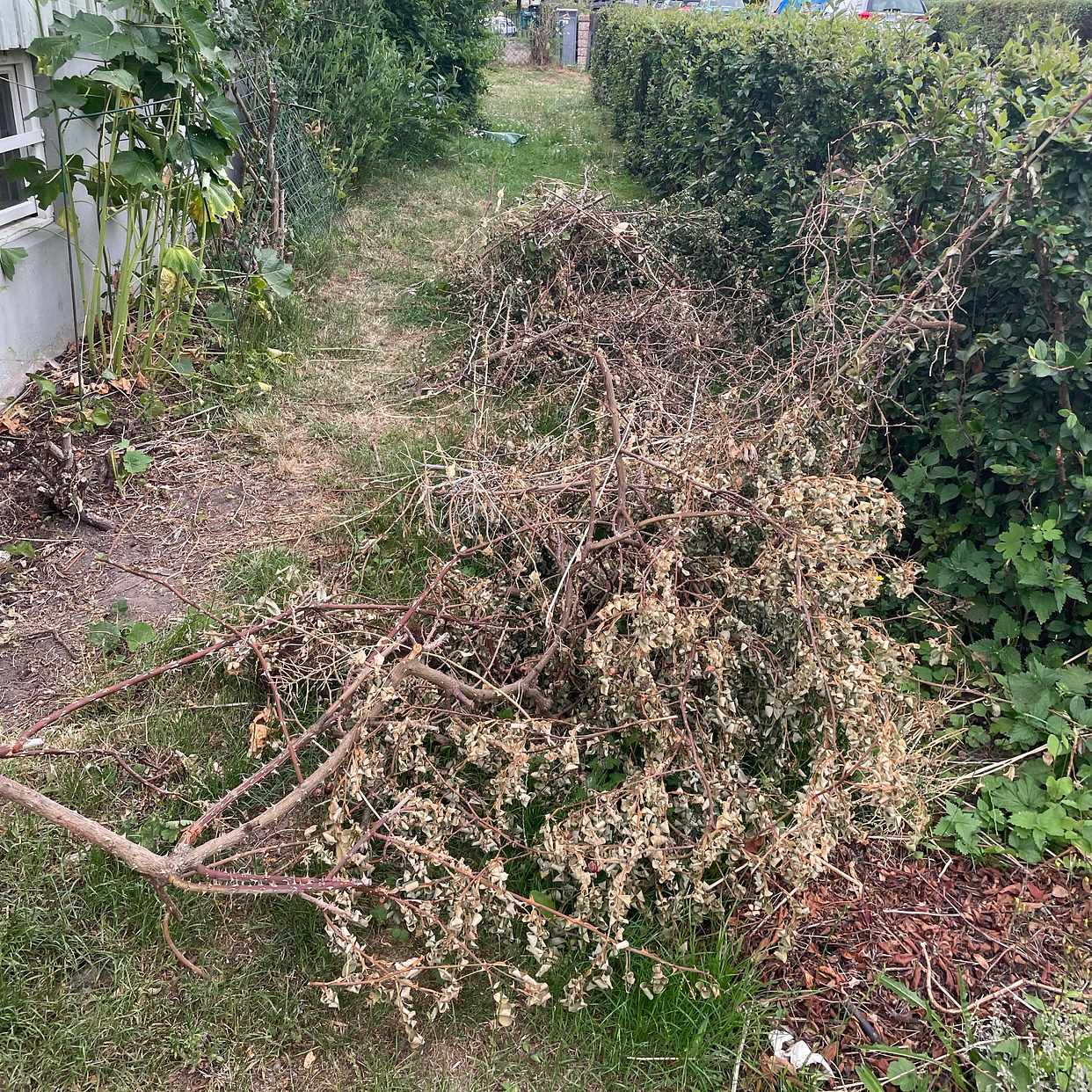 image of Slänga buskar och skräp. - Farsta