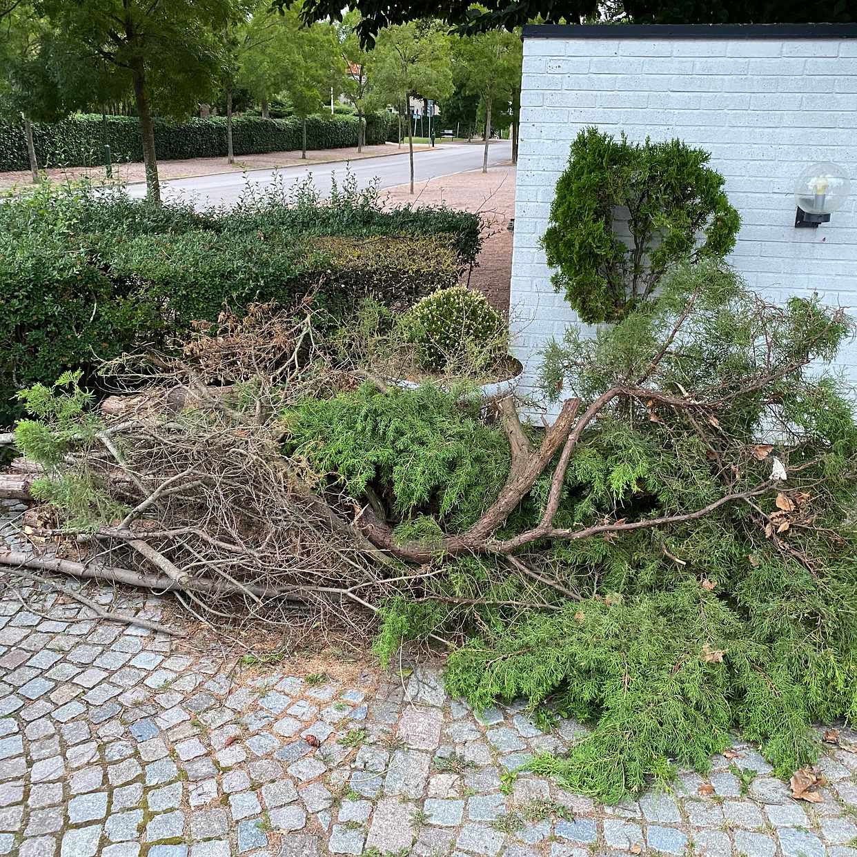 image of Stammar och grenar - Malmö