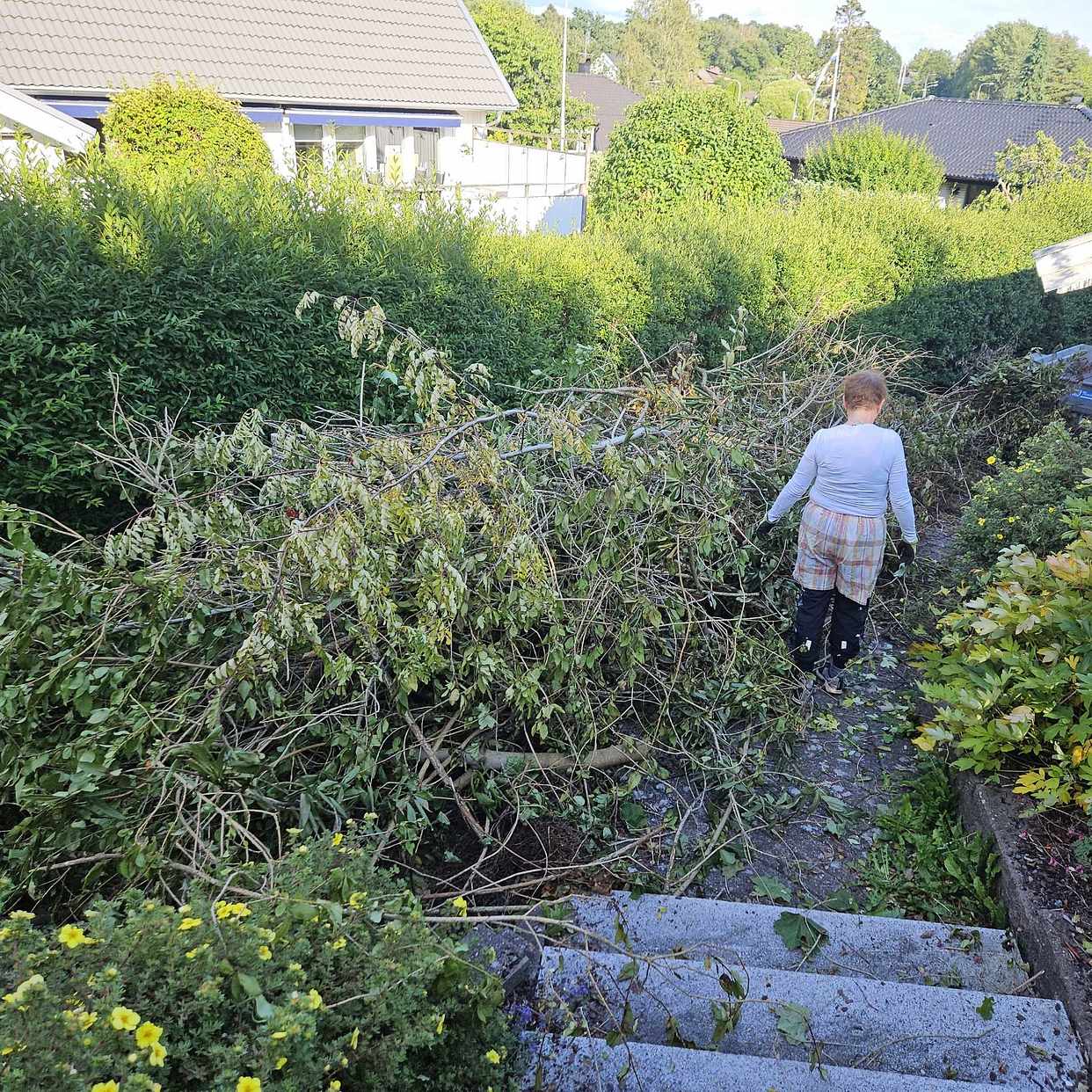 image of Ris från träd och buskar - Partille